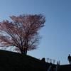 旭山記念公園の桜