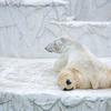 ホッキョクグマ Ursus maritimus