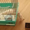 白文鳥が好きな？くー