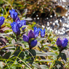 リンドウの花が 水音を聴いているようでした