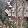 啓翁桜が開花しました（けいおう桜）