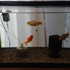 金魚の同居が上手くいった理由は
