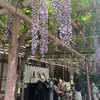 藤の頃　亀戸天神前　船橋屋くず餅