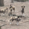 リカオンがシンシナティの動物園にお引越し