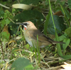 隣の隣の県の離島へ鳥を見に行った日記（２０２４　０５０２～０５０６）その２３。