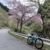 JCLの開幕戦はYoutubeで、合間に桜ライドへと出かけてみた
