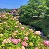 座禅川を歩く 平塚西部の穏やかな川