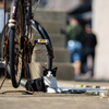 隣県中部離島のねこさん