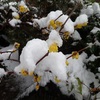 雪の日のロウバイ　似合うなぁ　Chimonanthus praecox on a snowy day