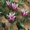 花盛りの国営昭和記念公園 (6)　※壁紙サイズ画像あり