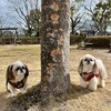 月曜日の朝散歩