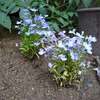 紫のお花を玄関横に植える＿ロベリア