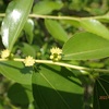 巨大ナツメの極小な開花　効果の程は