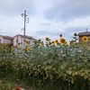 ヒマワリとブロッコリー苗、そして終わりゆく夏野菜たち