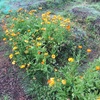 朝の菜園散歩　2021.10.27