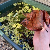 越冬に備えよう！屋外メダカ達のために柿の葉採集に行ってきまし