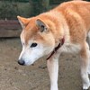 老犬ホームあん｜新人さん ジョン^^