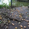 カワセミの食事風景