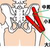   【基礎から学ぶ】殿筋群（大殿筋・中殿筋・小殿筋・大腿筋膜張筋）【解剖生理学】