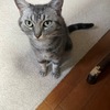はてなの【お題】「夏に食べたくなるカレー」を猫ブログで書くのは、かなり無理だわ