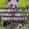 上野動物園のパンダ、土日の待ち時間は？混雑ピークと回避術を完全ガイド