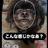 🐶solaのリップシンクに挑戦🐶黒犬はAIに認識されるのか？！