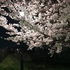 夜桜