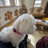 　狂犬病予防接種は義務。４～６月に打たなきゃダメ？