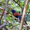 ハイドの鳥15　鳥のトリ