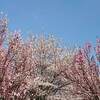 新倉山浅間公園 あらくらやませんげんこうえん 桜 開花 見頃 時期は？
