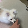 子犬の噛みつきをなくそう！あなたの手が好きになる遊び