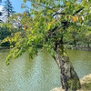 【2021.09米沢旅行記②】上杉神社をお散歩して本日も米沢牛でランチ!