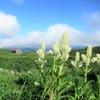 ◆'19/08/14     鳥海山・滝ノ小屋口からグルッと⑤…月山森～下山