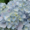 花のほほえみ