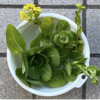 2階ベランダで冬野菜4【チンゲンサイ収穫】