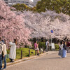 2024-04-07 鶴舞公園 お花見での朝の美