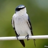 ベリーズ　クルックドツリー野生保護区の野鳥たち