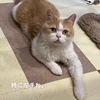 雨田甘夏、見世物です。【猫とグーとちょいちょい事情】