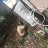 【エムPの昨日夢叶（ゆめかな）】第416回『桜が見える～、先住猫の写真撮影にも成功～、新事務所❤うれしい！たのしい！だいすき！で夢叶なのだ！？』　[4月4日]