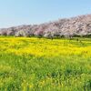 【桜名所】桜の名所 幸手・権現堂桜堤のさくら