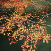 山中温泉もみじ