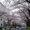 桜満開の季節、丹沢で山歩きを楽しみました