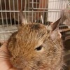 今週のお題 甘えんぼデグー＆たまに食べたくなる甘い物