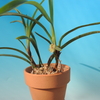 Maxillaria rigida