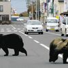 理想通りにいかない～命の価値
