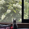 猫、飼いはじめました。