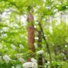 里の花めぐり～山野草とあそぶ道