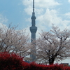 桜・２０２５🌸　短歌、あおい1年目