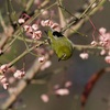 公園の野鳥達（１２月１７日）メジロ