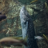 プロトプテルス・エチオピクス Protopterus aethiopicus